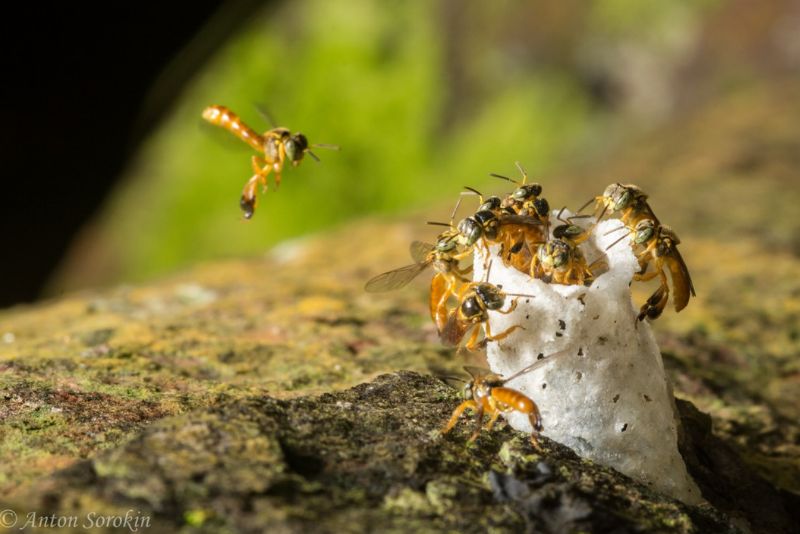A jataí é uma abelha nativa e não possui ferrão
