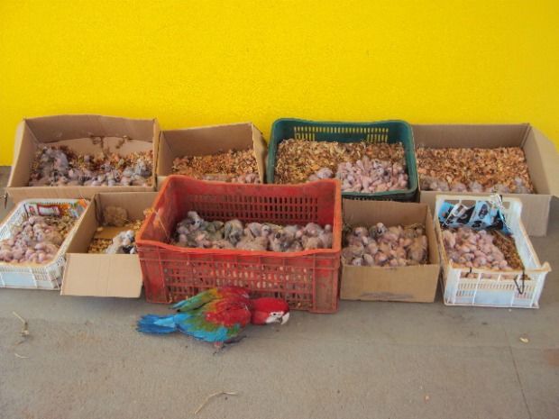 As condições impostas aos animais durante o tráfico ajudam na manifestação da doença