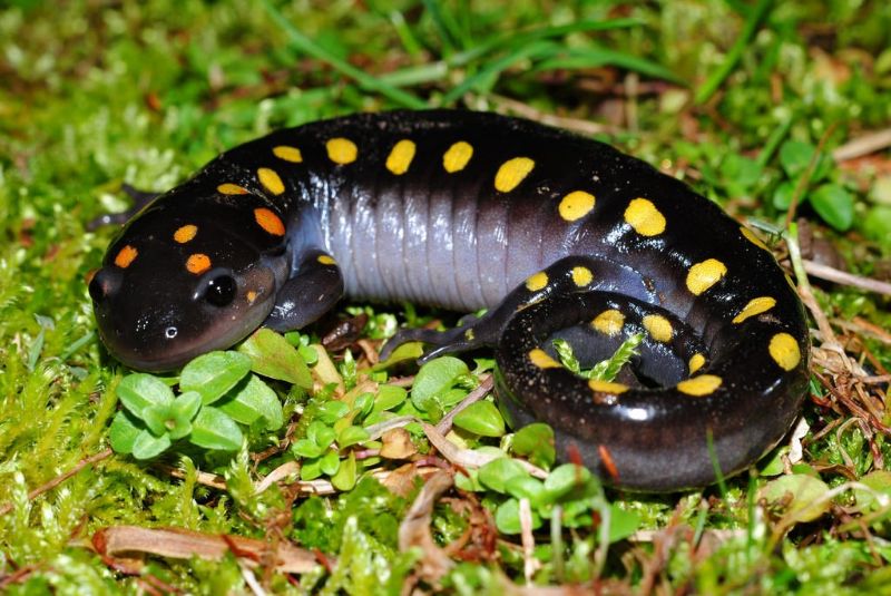 Salamandra-manchada: espécie utilizada no estudo