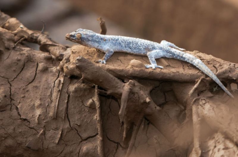 Lagarto sobrevivendo em Brumadinho (MG)