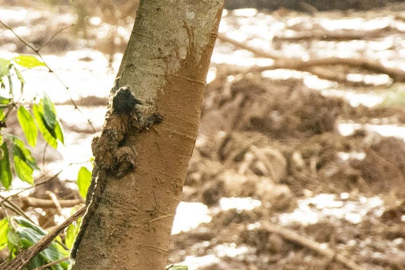 Pequeno primata horas após o rompimento da barragem da Vale