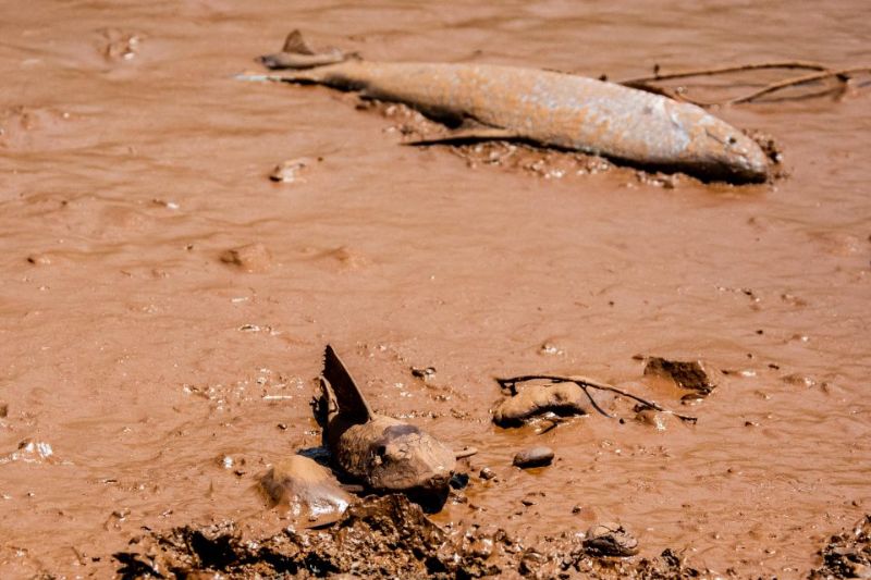 Peixes após rejeitos da Vela chegarem ao rio Paraopeba
