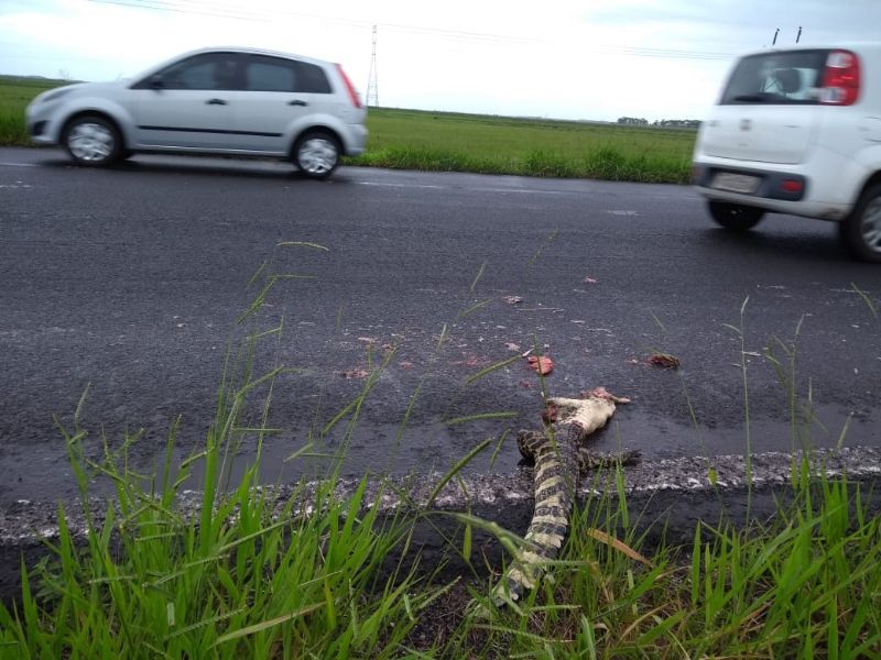 Jacaré-de-papo-amarelo (Caiman latirostris) atropelado na Estrada do Mar 