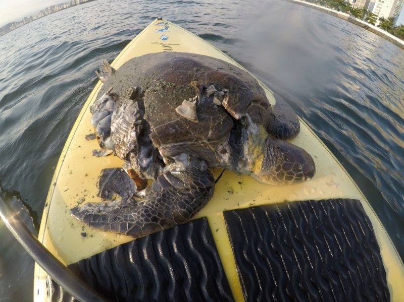 Tartaruga-verde (Chelonia mydas) atropelada por moto aquática em Santos (SP)