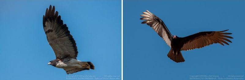 Gaviões e outras aves de rapina proporcionam momentos inesquecíveis para captura de imagens. Desde a procura pelo espécime até o registro do voo ou da caça 