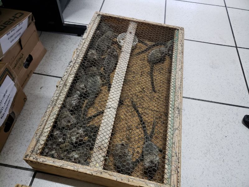 Os saguis também estavam em caixas de madeira