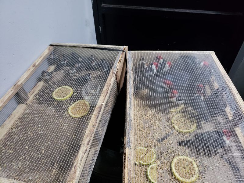 Aves estavam muito estressadas