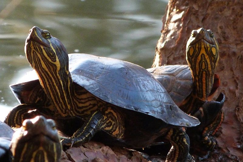 No Brasil, a espécie ocorre naturalmente no Rio Grande do Sul