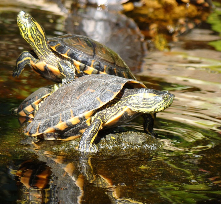 Animais da espécie sofrem com destruição de habtiat, atropelamentos e tráfico de fauna