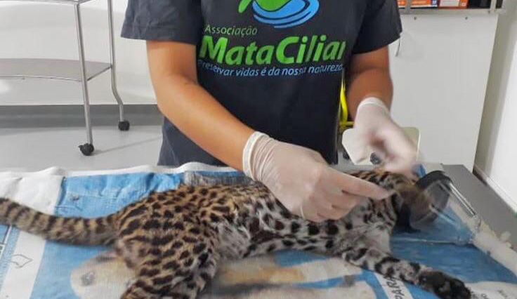 Desde 1997, mais de 18 mil animais silvestres já foram atendidos na Associação Mata Ciliar