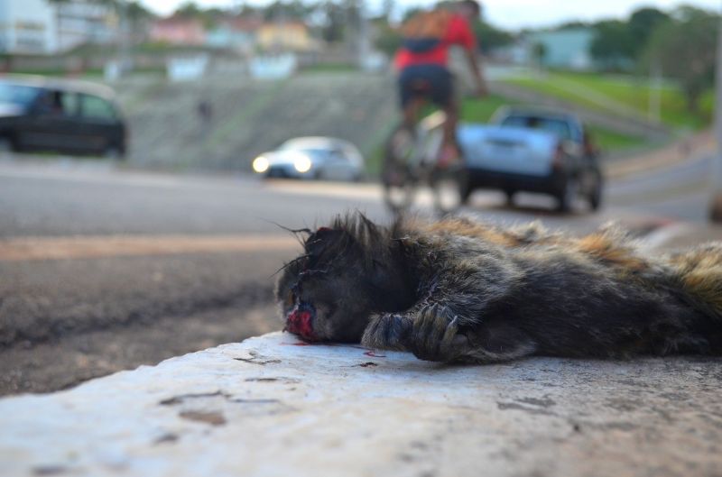 Sagui atropelado em uma via urbana em Lavras (MG)