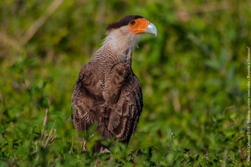 Foto: Marcelo Calazans Outra espécie muito comum de se encontrar, seja na cidade ou em áreas abertas, é o carcará