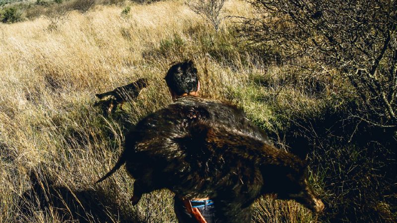 Caçador e cão com javali abatido