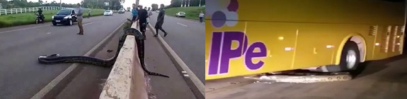 Nos vídeos, sucuri atravessando a rodovia (à esquerda) e sendo atropelada (à direita).