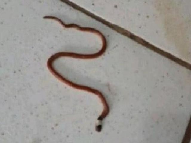 Essa cobra, inofensiva, foi morta em um posto de saúde