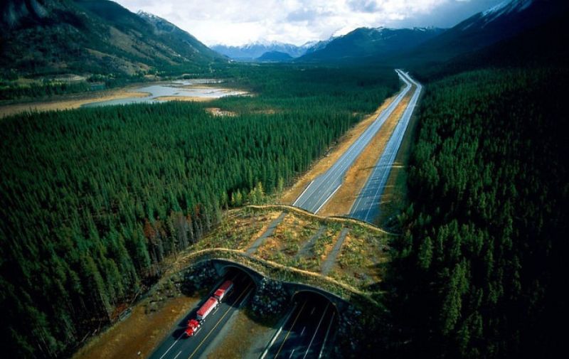 Foto de um viaduto para a fauna construído no Canadá
