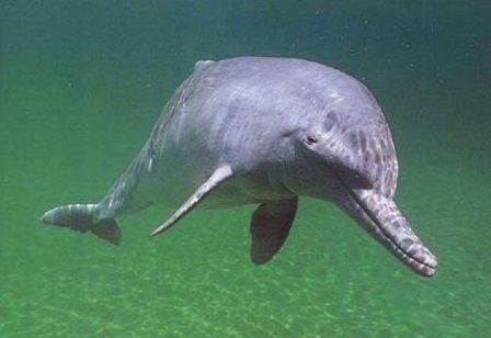 A principal ameaça à sobrevivência da espécie é a pesca