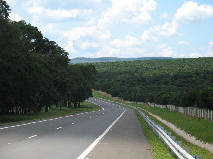 Rodovias cortam habitat de animais silvestres gerando diversos impactos, além da morte por atropelamento