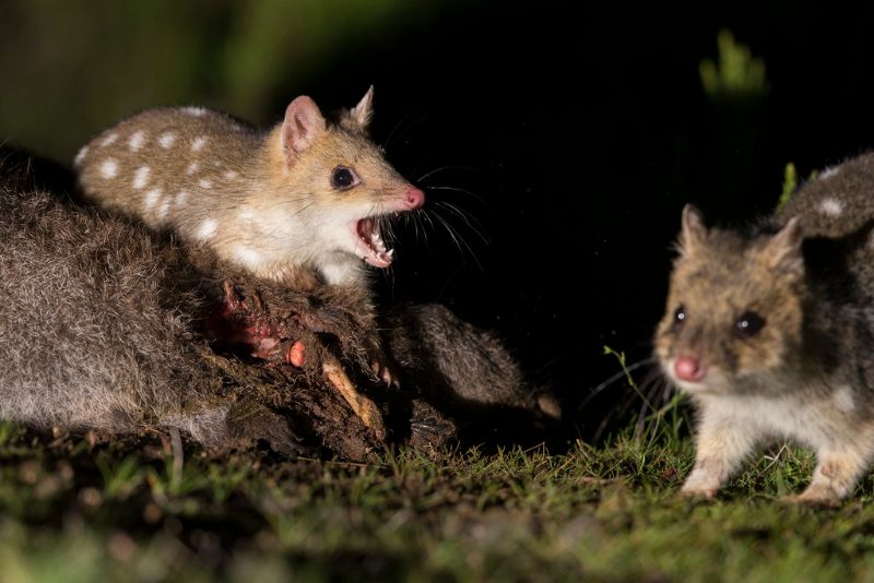 Quoll-oriental (Dasyurus viverrinus)