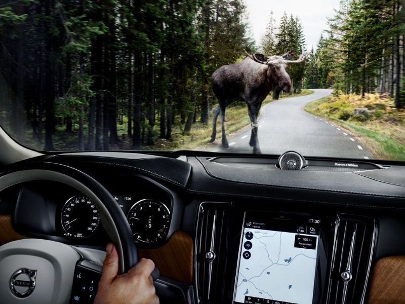 A redução da velocidade pode aumentar a chance de fuga dos animais e melhorar o tempo de resposta do motorista para evitar o atropelamento