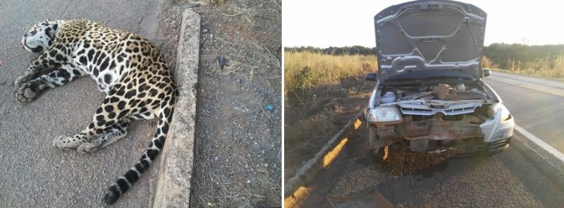 Onça morta e carro destruído: o que é mais importante?