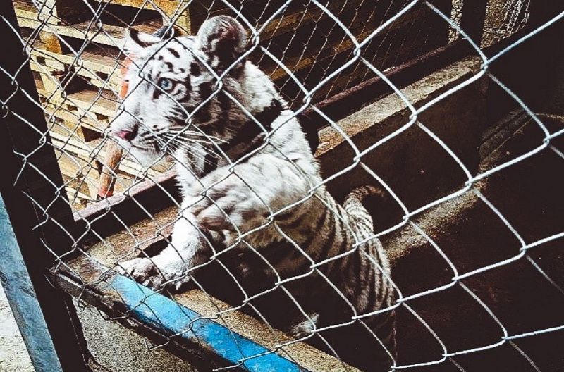 Tigre-branco apreendido no México durante a operação