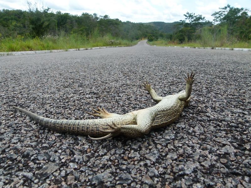 Lagarto atropelado em rodovia no Tocantins
