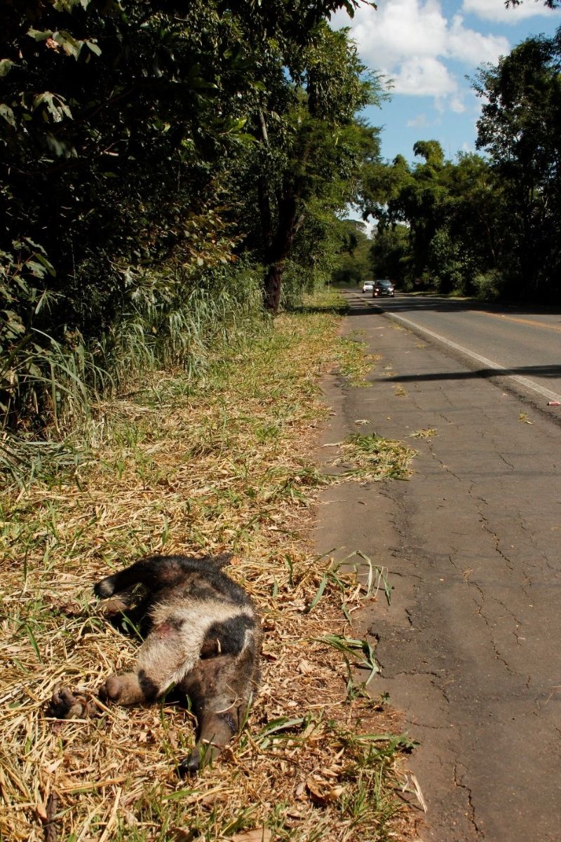 Tamanduá em Minas Gerais