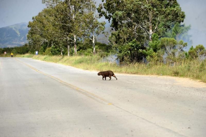 Capivara foge de incêndio indo para o meio da rodovia em Santa Catarina