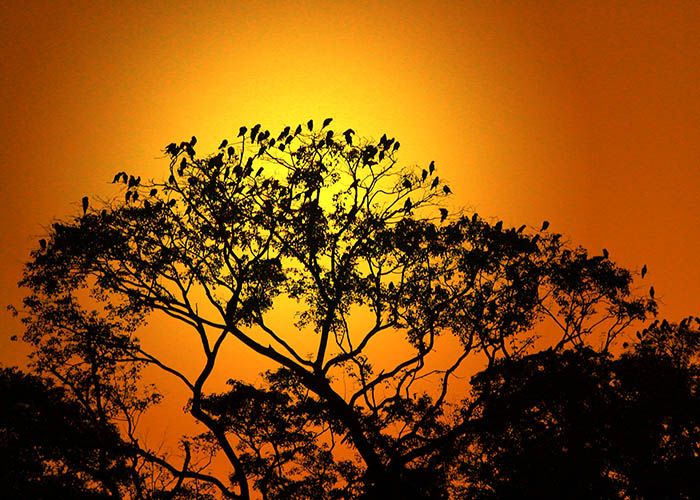 Dormitório de papagaios-verdadeiros no Pantanal