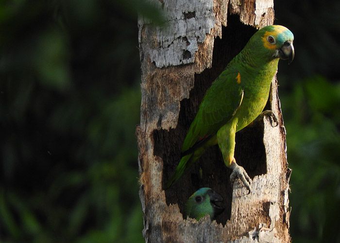 Foto: Gláucia Seixas A perda de habitat e o tráfico de fauna estão reduzindo a população da espécie no Pantanal