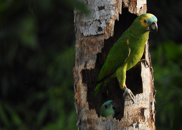 A perda de habitat e o tráfico de fauna estão reduzindo a população da espécie no Pantanal