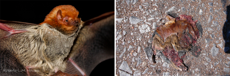 Morcego-vermelho (Lasiurus blossevillii) vivo (esquerda) e atropelado em estrada (direita)