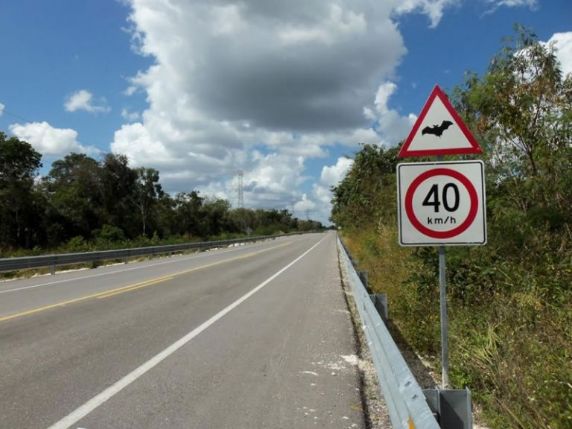 Placa indicativa de travessia de morcego em conjunto com regulamentação de velocidade máxima no México