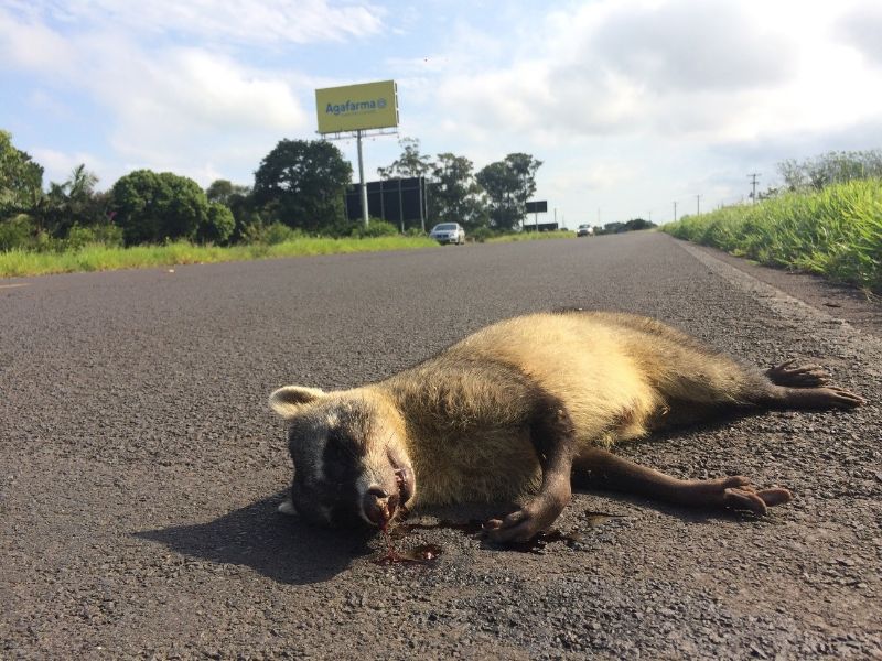 Conhecer o local onde animais morrem atropelados permite ações mais efetivas para evitar o problema