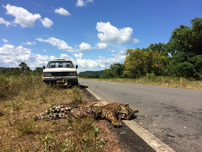 Onça-pintada atropelada na Rodovia BR-210, em Roraima