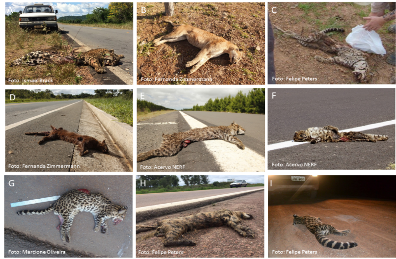 Todas as espécies de gatos nativos do Brasil, atropelados. A - Onça-pintada (Panthera onca), B - Onça-parda (Puma concolor), C - Jaguatirica (Leopardus pardalis), D - Gato-mourisco (Herpailurus yagouaroundi), E - Gato-do-mato-grande (Leopardus geoffroyi), F - Gato-do-mato-pequeno-do-sul (Leopardus guttulus), G - Gato-do-mato-pequeno (Leopardus tigrinus), H - Gato-palheiro (Leopardus colocola), I - Gato-maracajá (Leopardus wiedii)